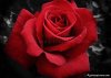 redrose1.jpg