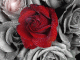 تاجره صغيره