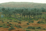 إماراتيه=