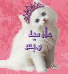 عازميه وبس