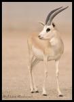 الريـــم*