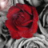 تاجره صغيره