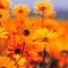 عواطف 80