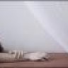 شغاف القلب