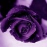 ام عزوز 80