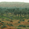 إماراتيه=
