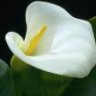 lily 5