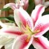 * lily *