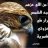 وهايب