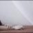 شغاف القلب