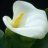 lily 5