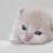 بوسي cat