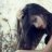 اوراق مبعثرة